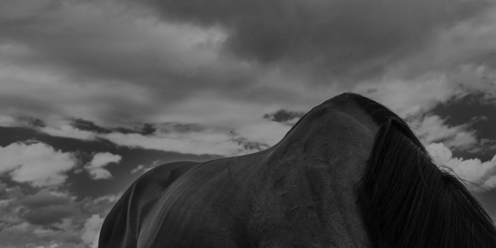 Photographe portrait animal Lyon, shooting extérieur, cheval