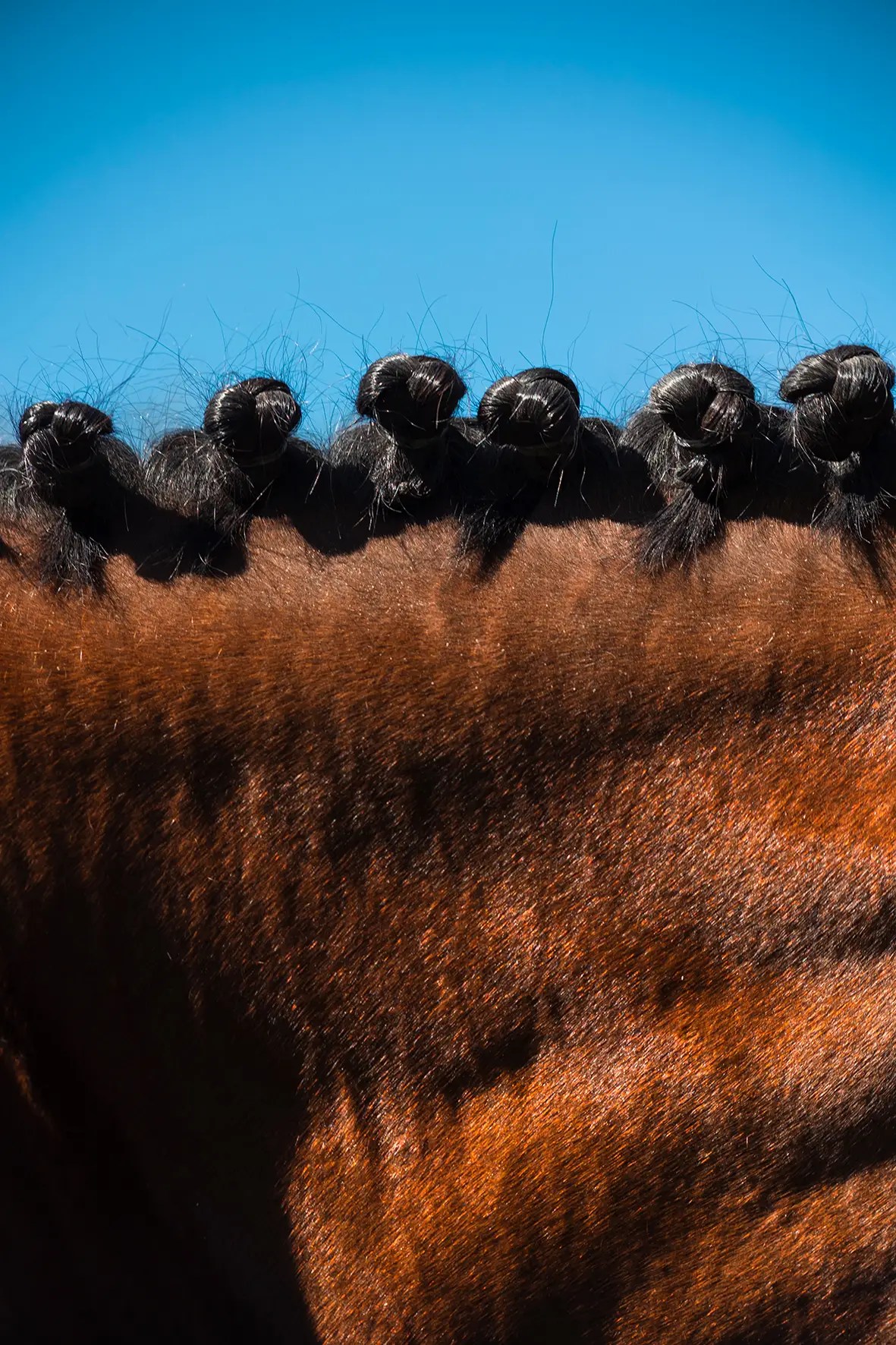Photographe reportage Lyon, équitation événement, dressage, equifeel