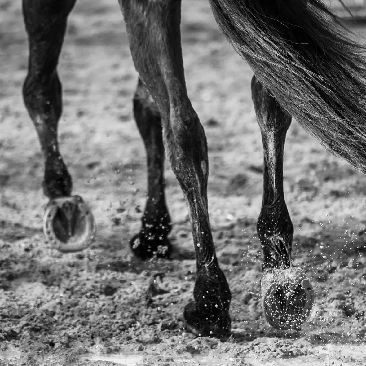 Photographe reportage Lyon, équitation événement