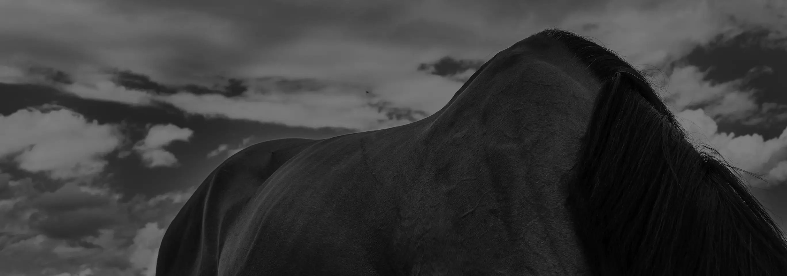 Photographe portrait animal Lyon, shooting extérieur, cheval