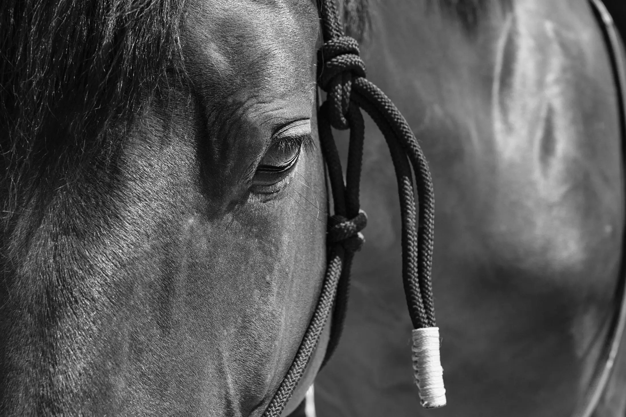 Photographe portrait Lyon, shooting extérieur, studio, équitation, photo animal cheval