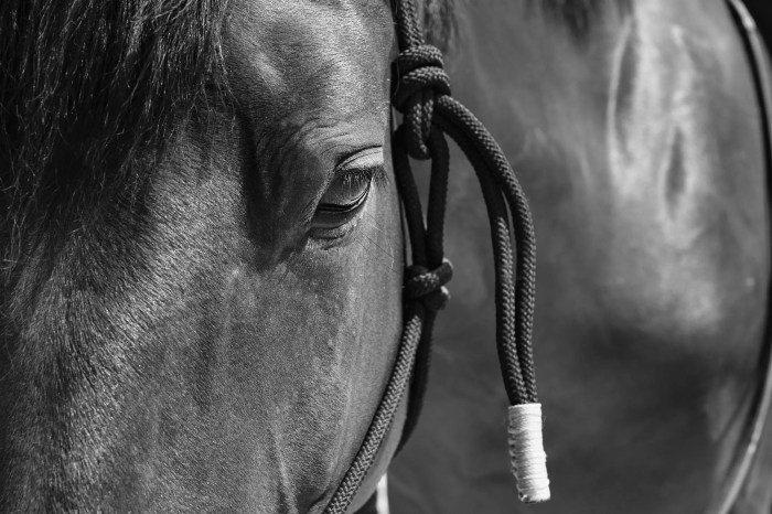 Photographe portrait Lyon, shooting extérieur, studio, équitation, photo animal cheval