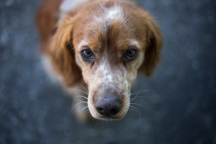 Photographe portrait professionnel Lyon, shooting extérieur, studio, image animal
