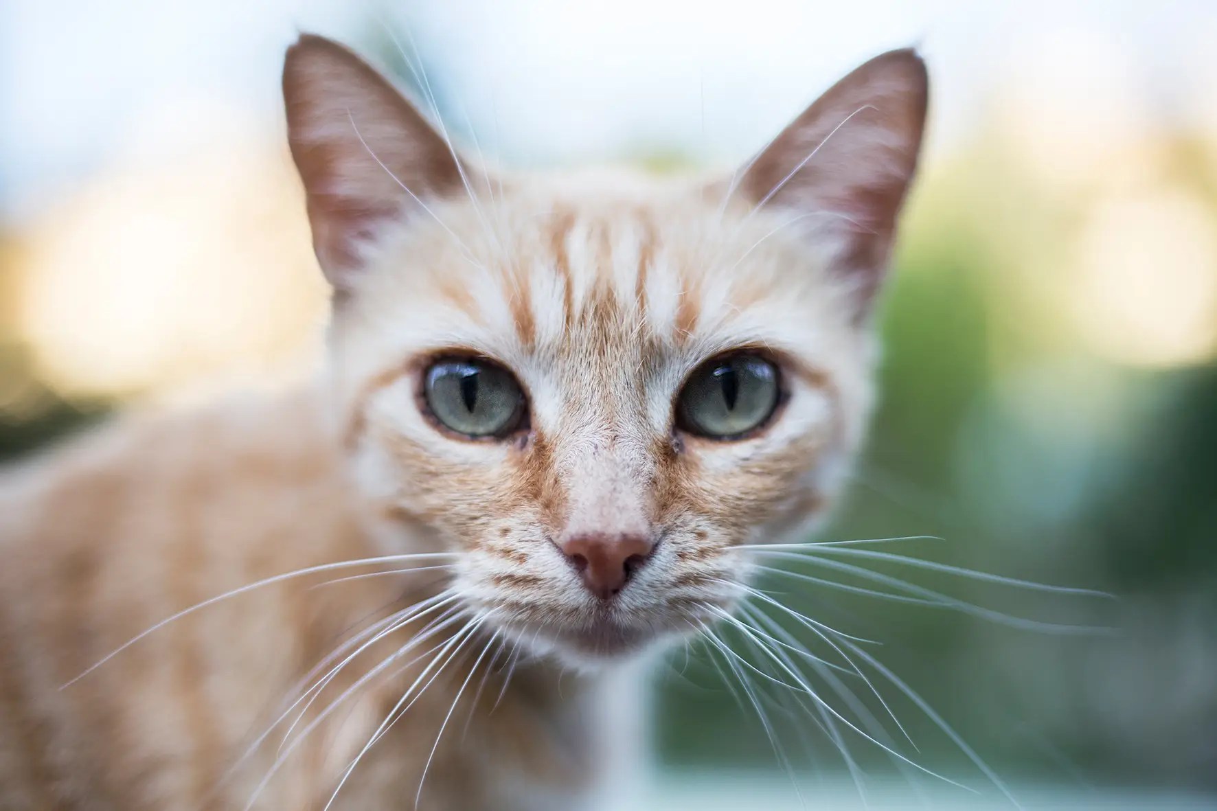 Photographe portrait, professionnel Lyon, shooting extérieur, studio, photo animal
