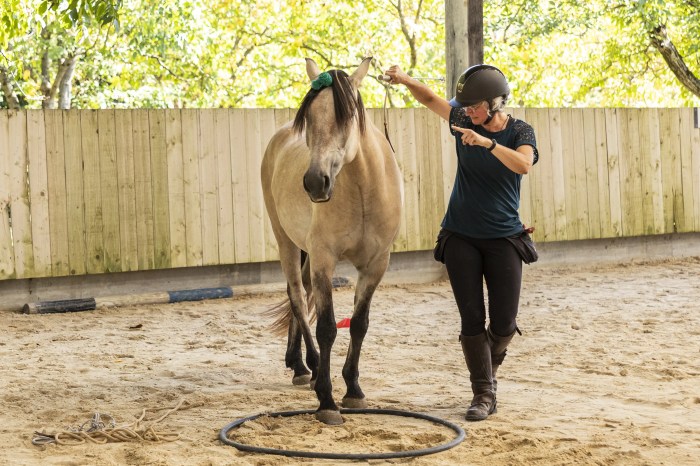 Photographe portrait Lyon, shooting extérieur, studio, équitation, photo animal